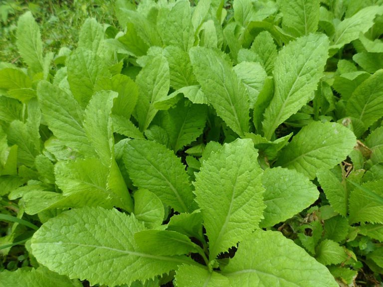 24 công dụng của Rau Cải Canh với sức khỏe