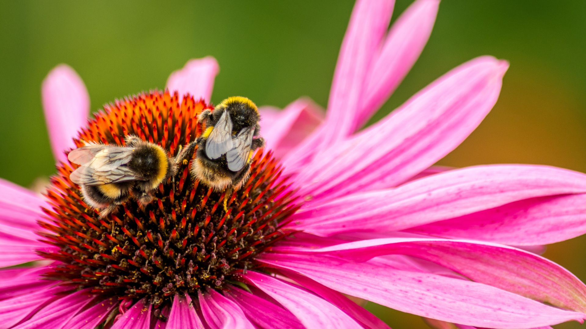Phòng ngừa ong chích