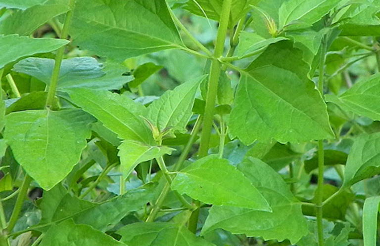 Xông hơi bằng cây cộng sản chữa viêm xoang