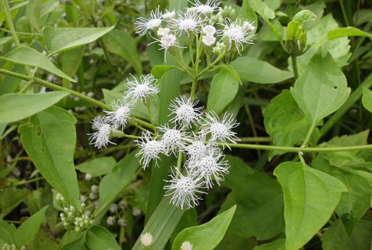 Cách dùng cây cộng sản chữa viêm xoang tại nhà