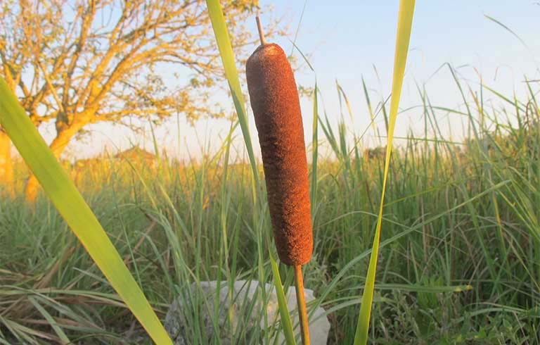 Bồ hoàng trong Đông y