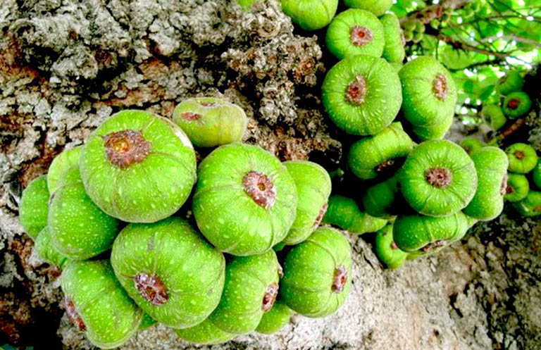 Quả vả làm dược liệu