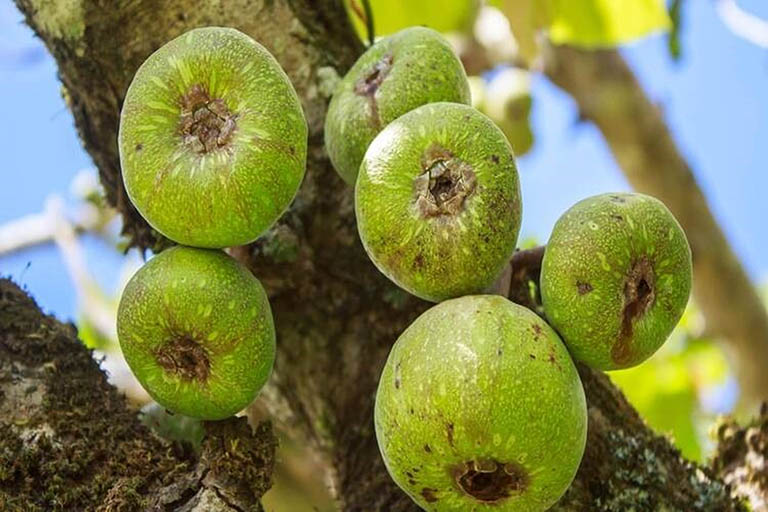 Món ăn từ quả vả