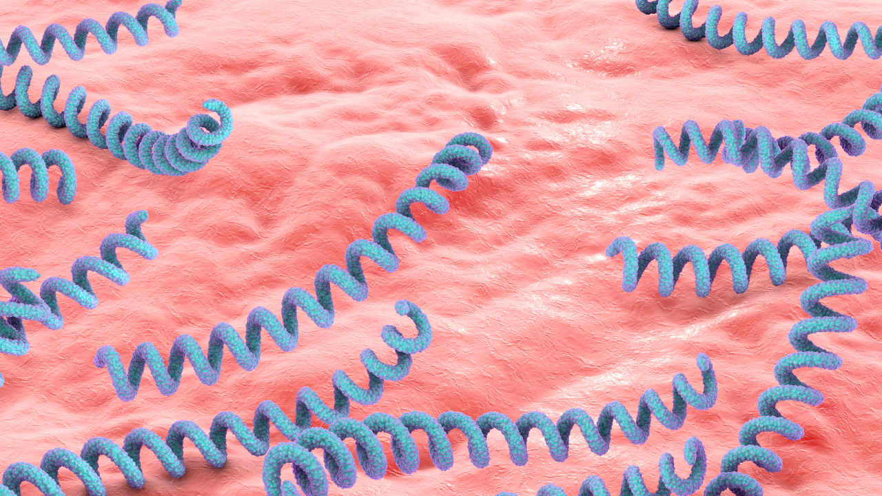 Xoắn khuẩn gây bệnh giang mai ở nữ