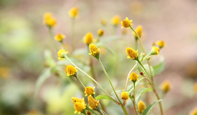 Vị thuốc cúc áo