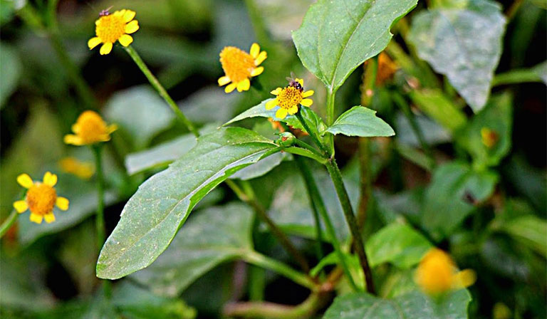 Bài thuốc từ cúc áo