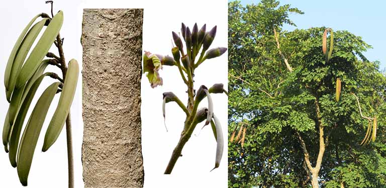 Hạt và vỏ Núc nác