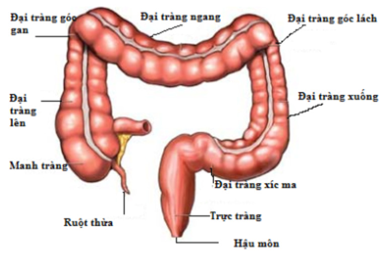 Chiều dài ruột già