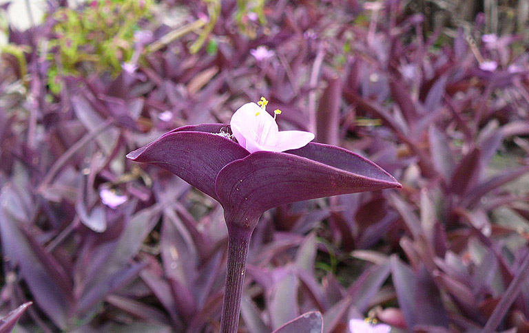 Cây thài lài tía