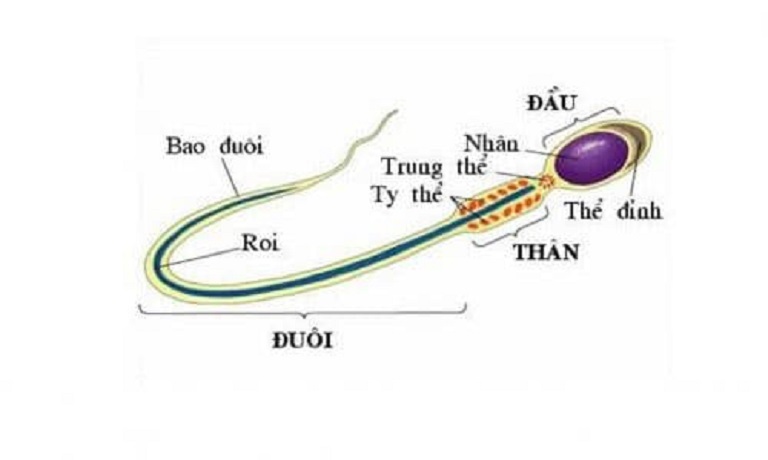 Cấu tạo tinh trùng