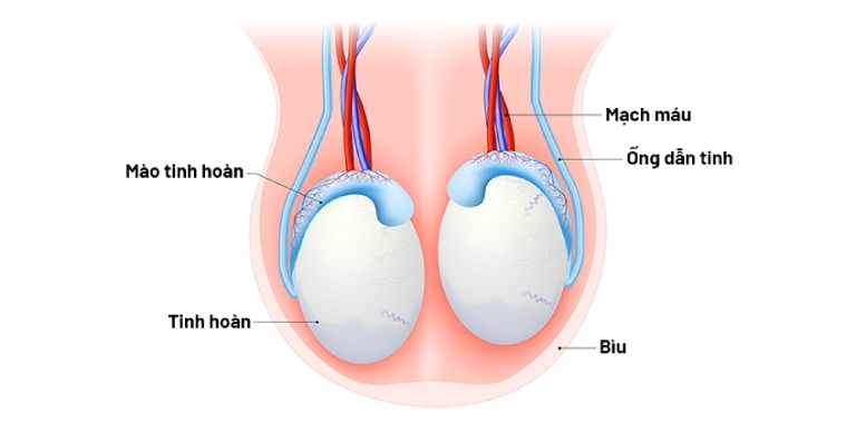 Tinh hoàn và tinh trùng