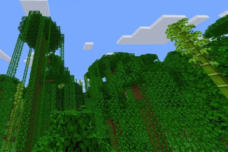 Thử thách thu hoạch gỗ rừng già từ những cây cổ thụ