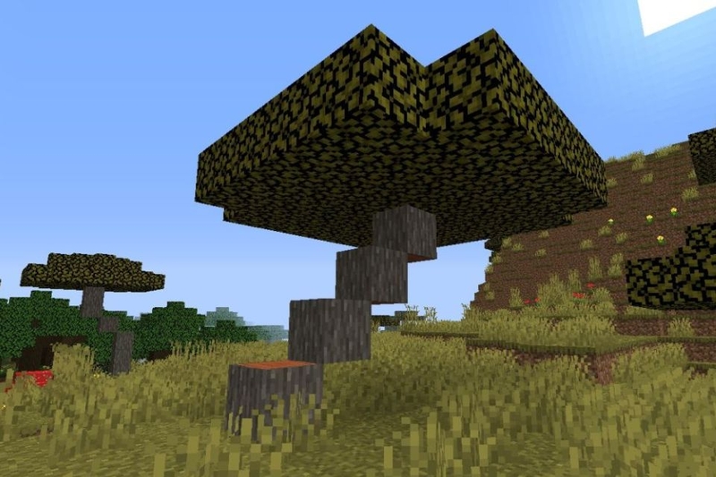 Gỗ keo với cấu trúc thân cây uốn lượn đặc trưng