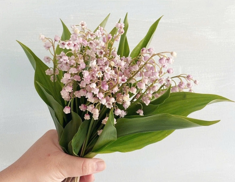 Các màu hoa linh lan