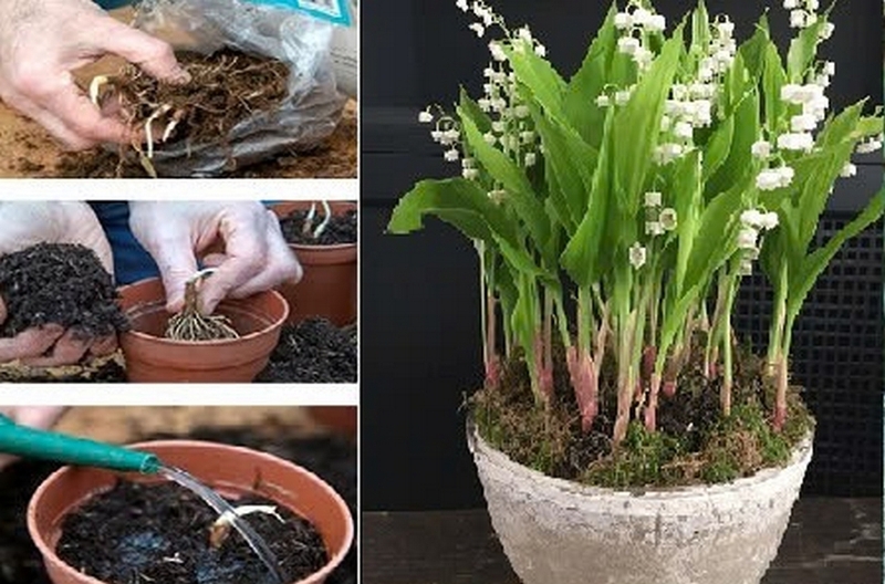 Trồng hoa linh lan tại nhà