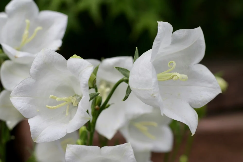 Hoa chuông biểu tượng tình yêu