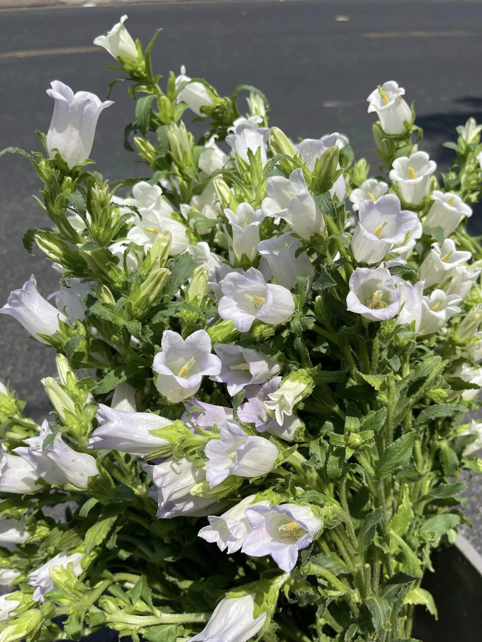 Hoa chuông trong nghệ thuật