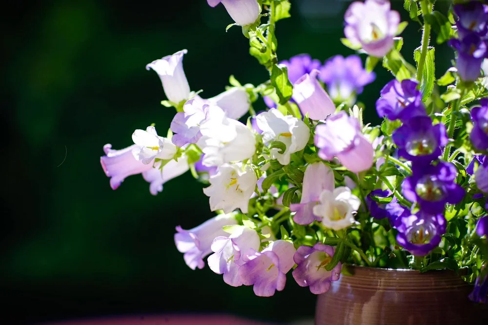 Ý nghĩa hoa chuông và vẻ đẹp tự nhiên