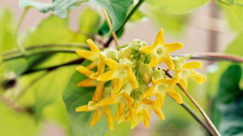 Khám phá ý nghĩa, tác dụng và cách trồng hoa thiên lý