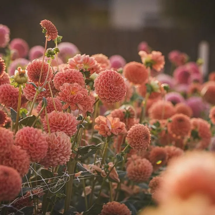 Hoa thược dược tổ ong (Ball dahlia) 