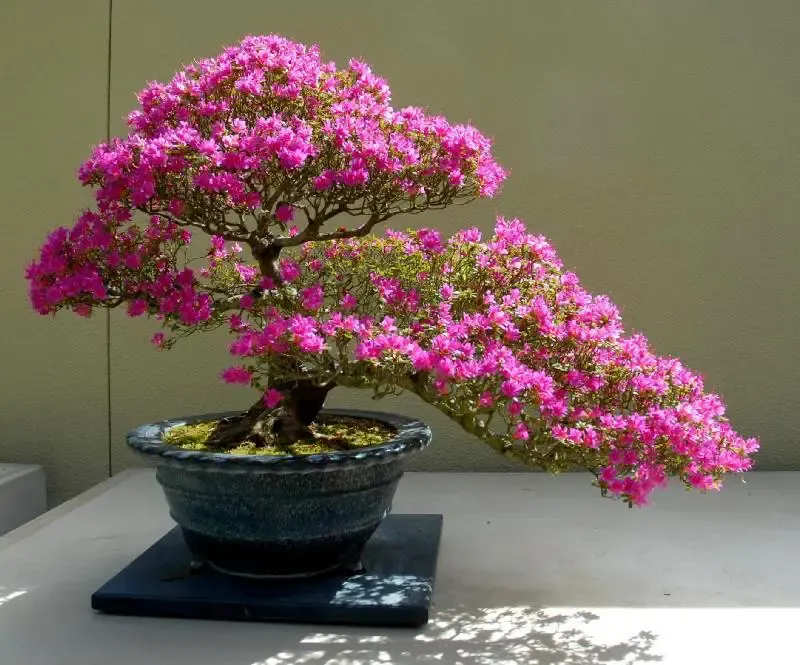 Hoa giấy: Đặc điểm, ý nghĩa, cách trồng và chăm sóc để ra hoa đẹp