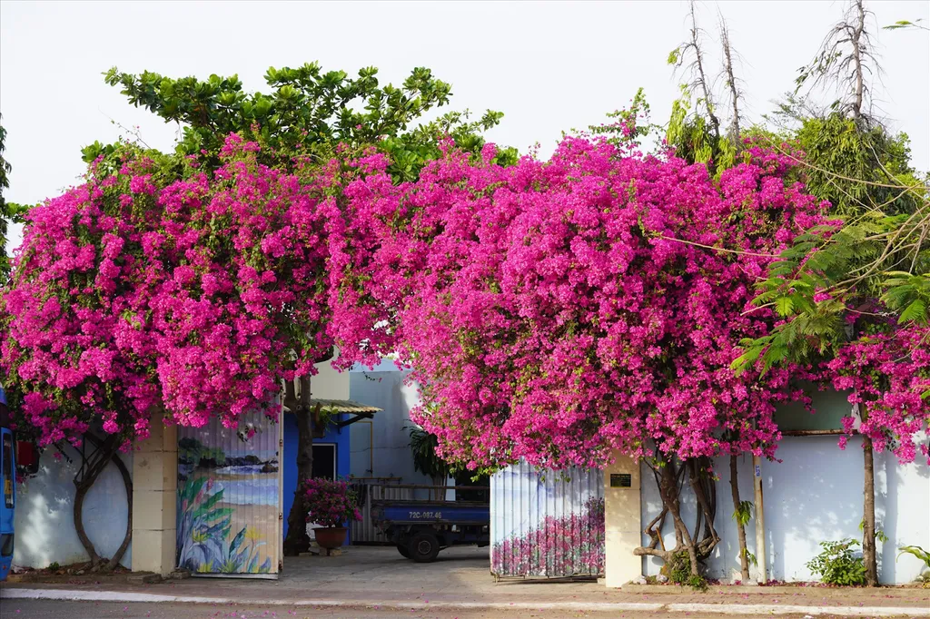 Hoa giấy: Đặc điểm, ý nghĩa, cách trồng và chăm sóc để ra hoa đẹp