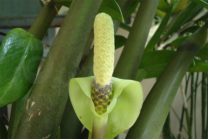 Hoa kim tiền nở hiếm gặp
