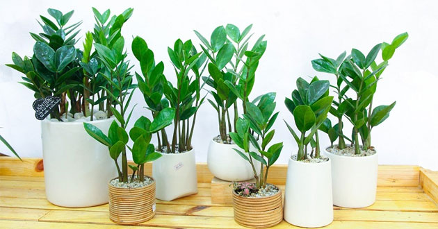 Cây kim tiền xanh tốt trong không gian sống