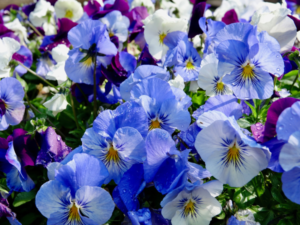 Hoa Violet màu xanh lam độc đáo