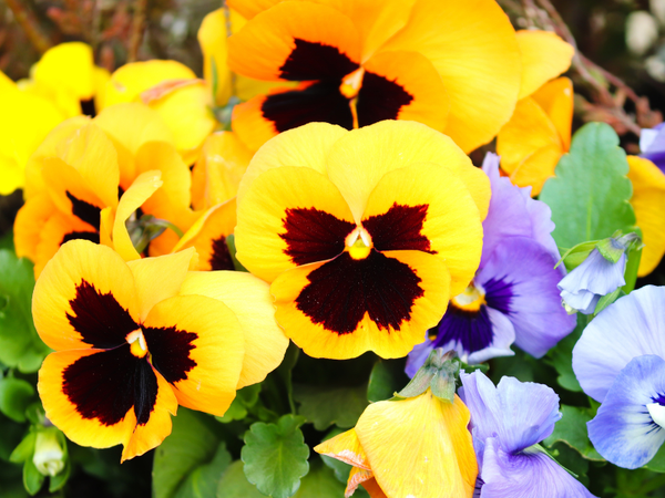 Vẻ đẹp rực rỡ của hoa Violet vàng