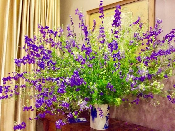 Ý nghĩa và nguồn gốc hoa Violet trong văn hóa thế giới