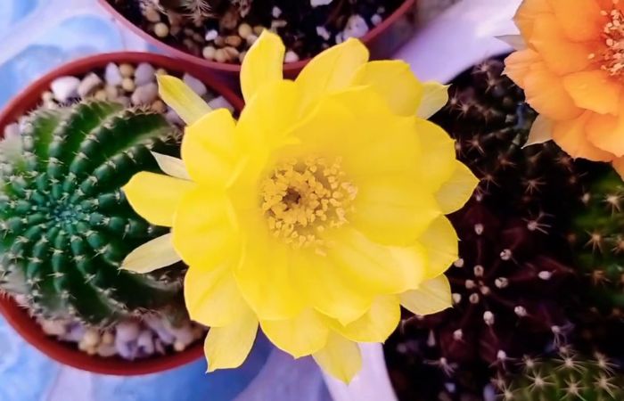 Sự đa dạng màu sắc của hoa xương rồng