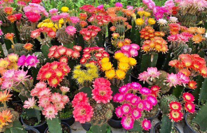 Ý nghĩa phong thủy của hoa xương rồng