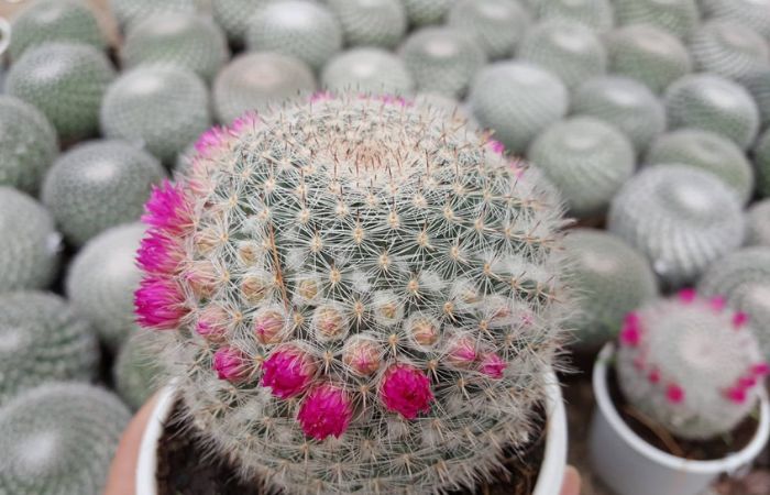 Hoa xương rồng bánh sinh nhật