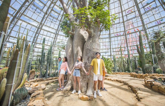 Vườn xương rồng tại VinWonders Nha Trang